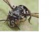 Coelioxys afra